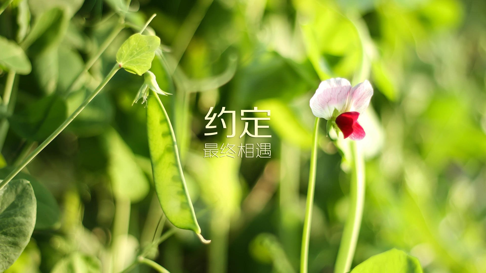 意甲豪门签约射手，雄心勃勃想夺冠，意甲射手榜规则